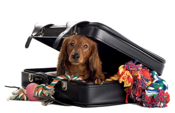 transporte internacional de animais